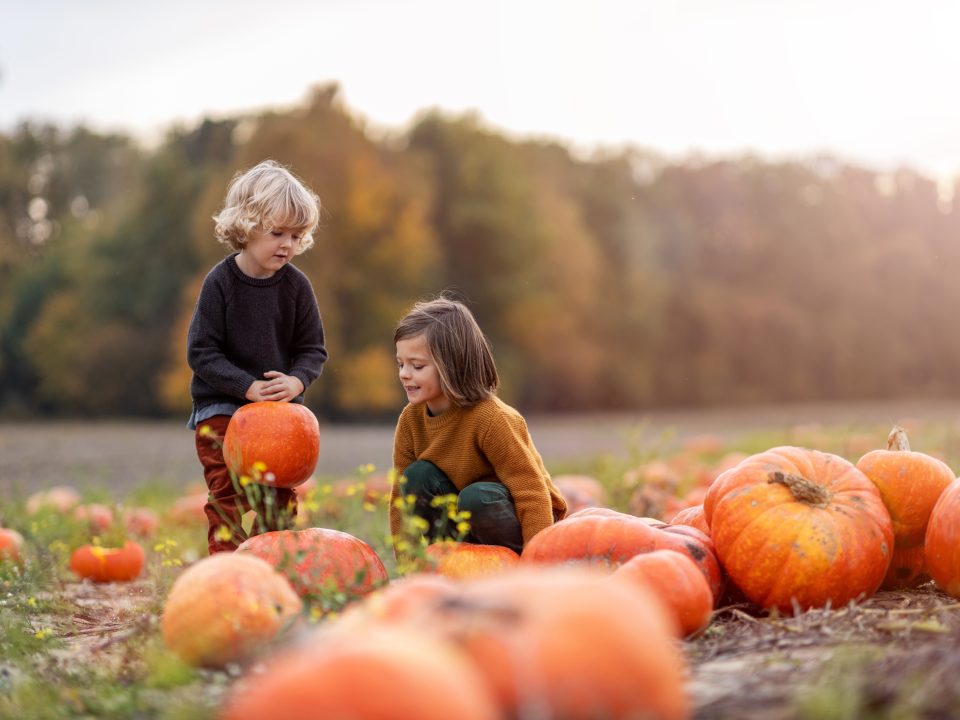 farm diversification events